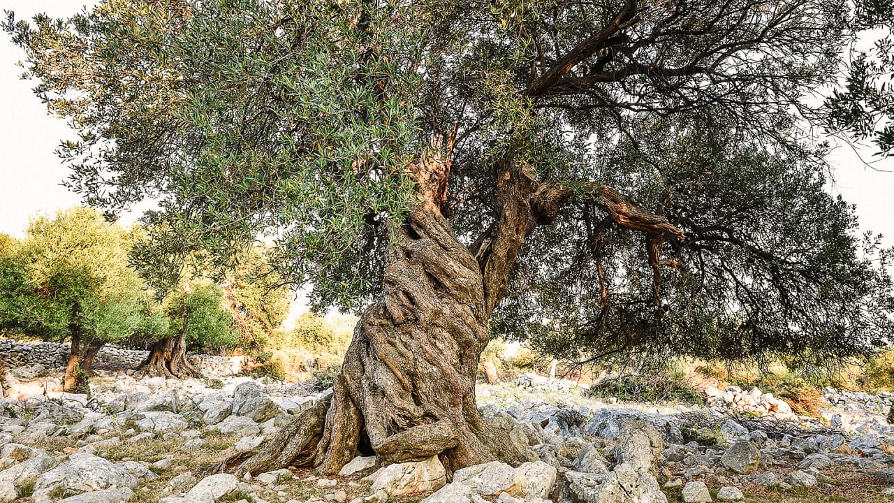 DEAS Olives