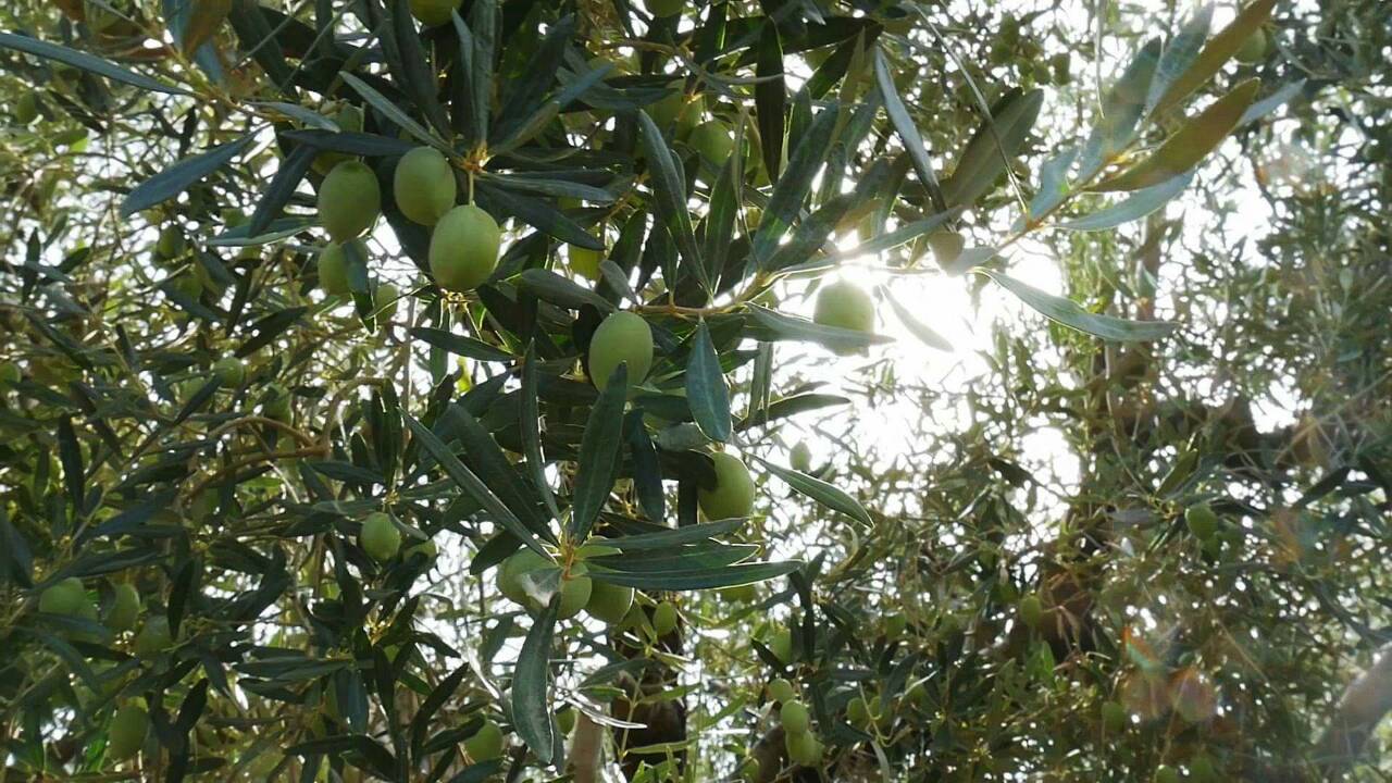 DEAS Olives